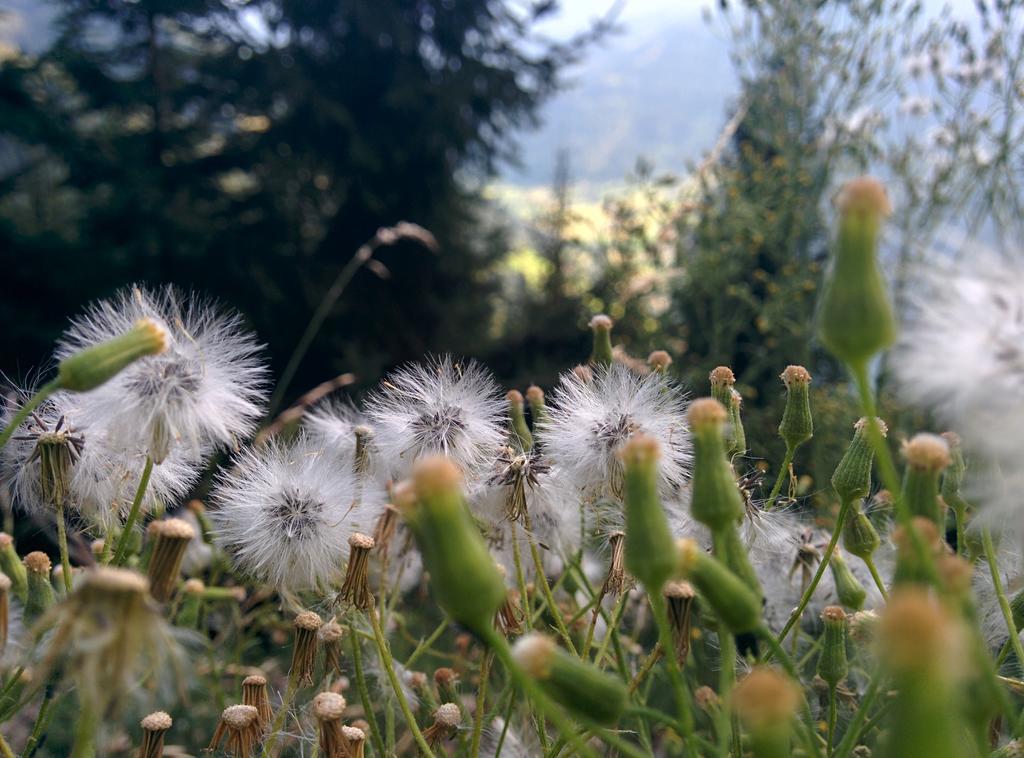 Appartamento Lercherhof