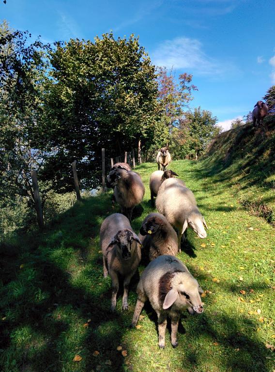 Lercherhof Appartamento